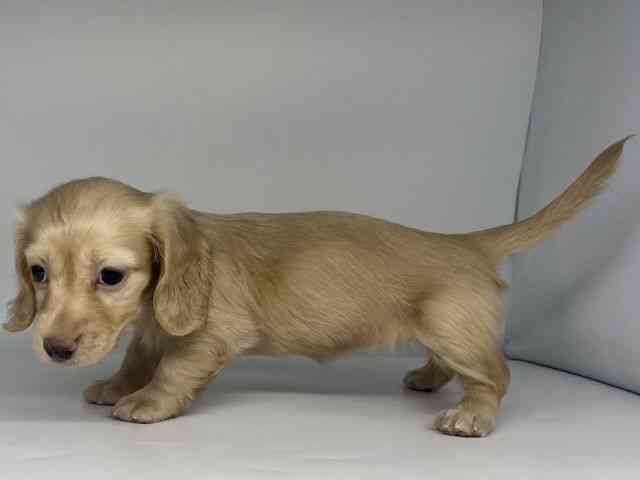 徳島県のミニチュアダックスフンド(ロング) (ひごペットフレンドリーゆめタウン徳島店/2025年10月4日生まれ/女の子/イエロー)の子犬の2枚目の画像