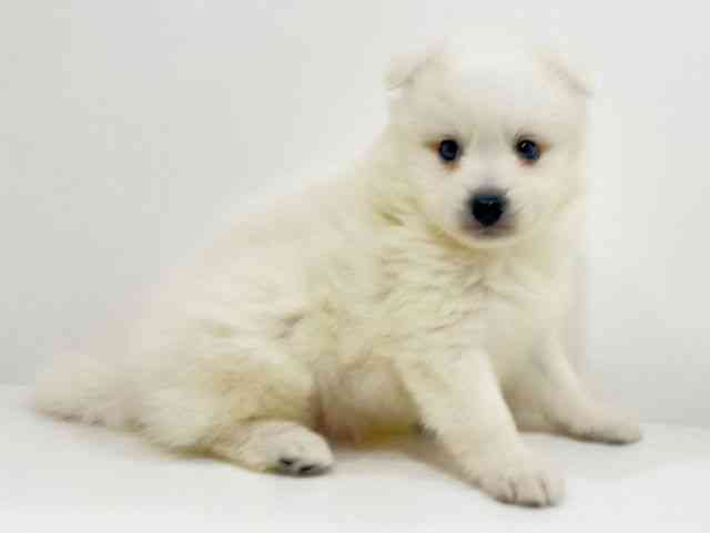 広島県の日本スピッツ (ひごペットフレンドリーフジグラン神辺店/2025年10月5日生まれ/男の子/ホワイト)の子犬の2枚目の画像