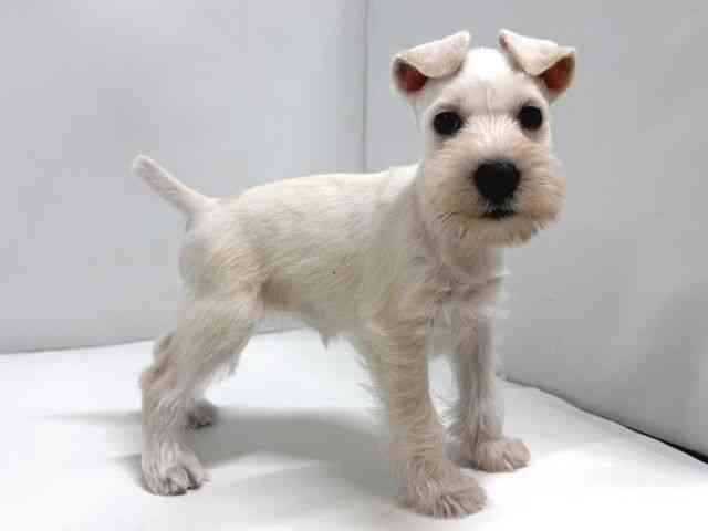 奈良県のミニチュアシュナウザー (ひごペットフレンドリー奈良パワーシティ店/2025年10月1日生まれ/女の子/ホワイト)の子犬の2枚目の画像