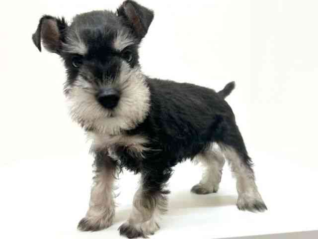 兵庫県のミニチュアシュナウザー (ひごペットフレンドリーブルメールHAT神戸店/2025年10月1日生まれ/男の子/ブラックシルバー)の子犬の2枚目の画像