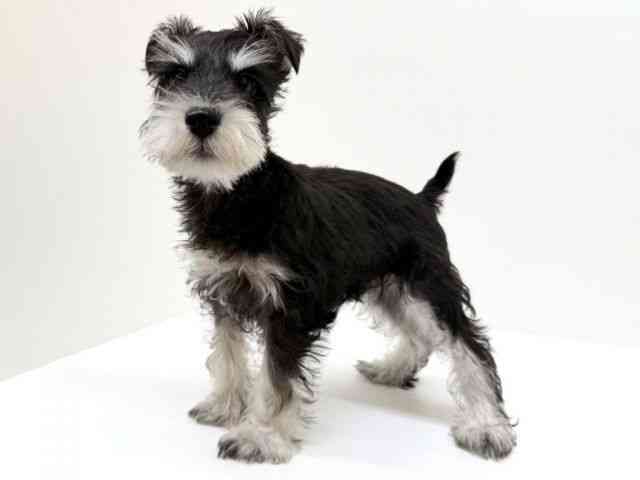 兵庫県のミニチュアシュナウザー (ひごペットフレンドリーブルメールHAT神戸店/2025年10月1日生まれ/男の子/ブラックシルバー)の子犬の2枚目の画像