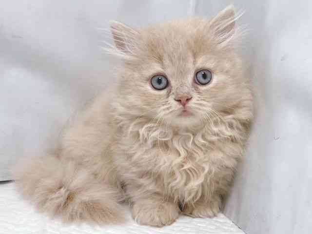 大阪府のミヌエット (ひごペットフレンドリー堺プラットプラット店/2025年10月3日生まれ/男の子/クリームタビー)の子猫の2枚目の画像