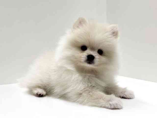 愛知県のポメラニアン (ひごペットフレンドリーららぽーと名古屋みなとアクルス店/2025年10月4日生まれ/女の子/ホワイト)の子犬の2枚目の画像