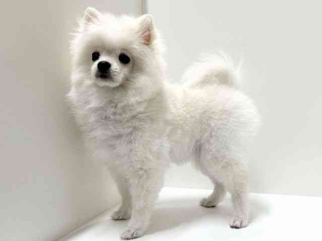 愛知県のポメラニアン (ひごペットフレンドリーららぽーと名古屋みなとアクルス店/2025年10月4日生まれ/女の子/ホワイト)の子犬の2枚目の画像