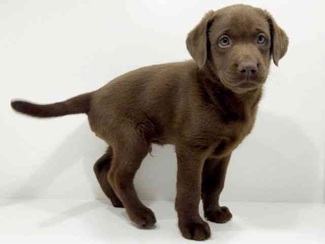 広島県のラブラドールレトリーバー (ひごペットフレンドリーフジグラン神辺店/2025年10月4日生まれ/男の子/チョコレート)の子犬の2枚目の画像