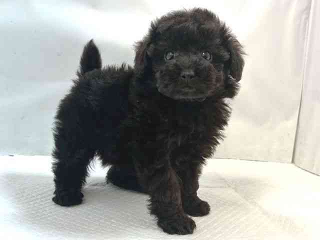 大阪府のトイプードル(トイ) (ひごペットフレンドリー堺プラットプラット店/2025年9月28日生まれ/女の子/ブラック)の子犬の2枚目の画像