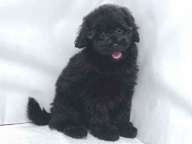 大阪府のトイプードル(トイ) (ひごペットフレンドリー堺プラットプラット店/2025年9月28日生まれ/女の子/ブラック)の子犬の2枚目の画像