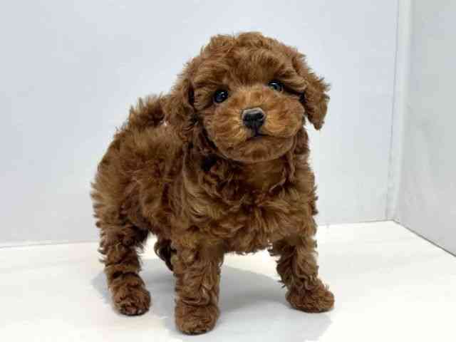 大阪府のトイプードル(トイ) (ひごペットフレンドリーセブンパーク天美店/2025年10月4日生まれ/女の子/レッドフォーン)の子犬の2枚目の画像