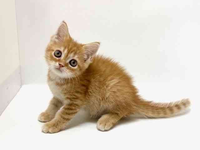 大阪府のマンチカン (ひごペットフレンドリーアクロスプラザ住之江店/2025年10月4日生まれ/男の子/レッドタビー)の子猫の2枚目の画像