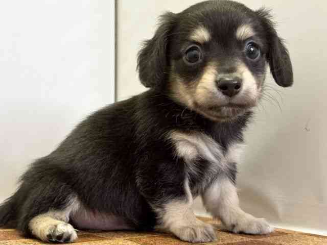 愛媛県のチワックス(チワワ×ダックス) (ひごペットフレンドリーエミフルMASAKI店/2025年10月4日生まれ/男の子/ブラックイエロー)の子犬の2枚目の画像