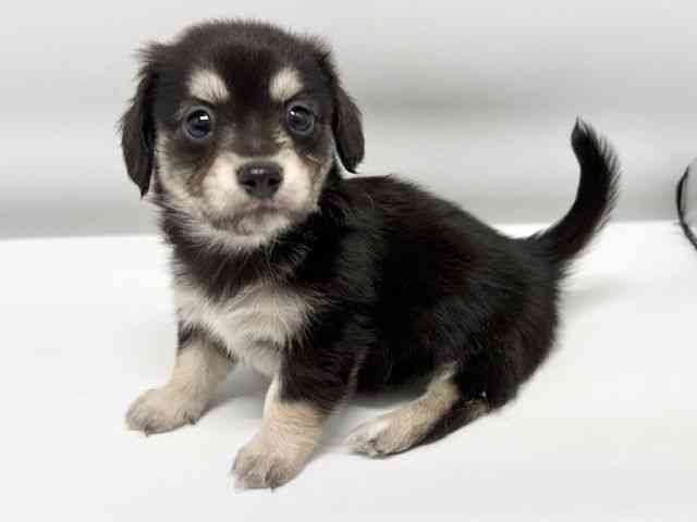 大阪府のチワックス(チワワ×ダックス) (ひごペットフレンドリーイオンタウン豊中庄内店/2025年10月4日生まれ/男の子/ブラックイエロー)の子犬の2枚目の画像