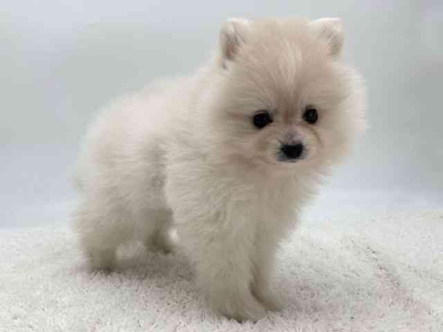 島根県のポメラニアン (ひごペットフレンドリーイオンモール出雲店/2025年10月4日生まれ/女の子/クリーム)の子犬の2枚目の画像