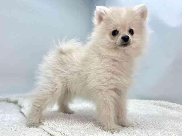 島根県のポメラニアン (ひごペットフレンドリーイオンモール出雲店/2025年10月4日生まれ/女の子/クリーム)の子犬の2枚目の画像