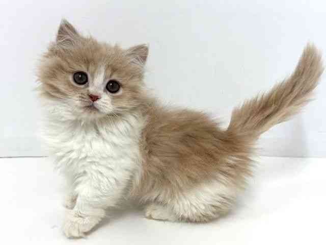 大阪府のミヌエット (ひごペットフレンドリーベルファⅡ都島店/2025年9月29日生まれ/女の子/クリームホワイト)の子猫の2枚目の画像