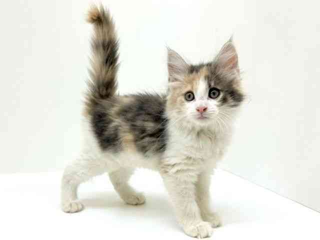 兵庫県のノルウェージャンフォレストキャット (ひごペットフレンドリーブルメールHAT神戸店/2025年10月3日生まれ/女の子/ダイリュートキャリコ)の子猫の2枚目の画像