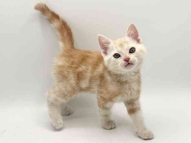 大阪府のアメリカンショートヘアー (ひごペットフレンドリーみのおキューズモール店/2025年10月4日生まれ/男の子/クリームタビー)の子猫の2枚目の画像