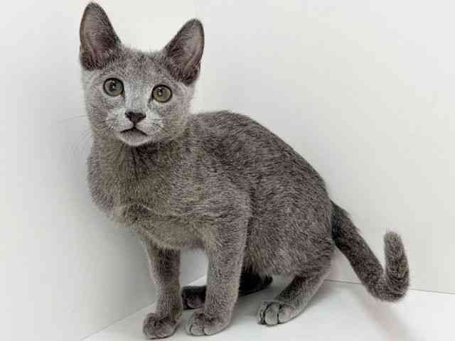 大阪府のロシアンブルー (ひごペットフレンドリーいこらもーる泉佐野店/2025年10月4日生まれ/男の子/ブルー)の子猫の2枚目の画像