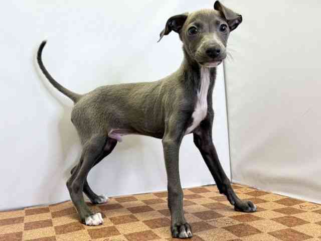 愛媛県のイタリアングレーハウンド (ひごペットフレンドリーエミフルMASAKI店/2025年10月4日生まれ/男の子/ブルーホワイト)の子犬の2枚目の画像