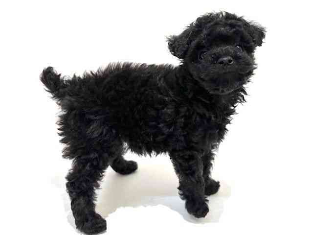 大阪府のトイプードル(トイ) (ひごペットフレンドリーイオン高槻店/2025年10月4日生まれ/女の子/ブラック)の子犬の2枚目の画像