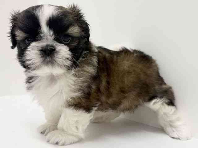 大阪府のシーズー (ひごペットフレンドリーくずはモール店/2025年10月3日生まれ/女の子/ゴールドホワイト)の子犬の2枚目の画像