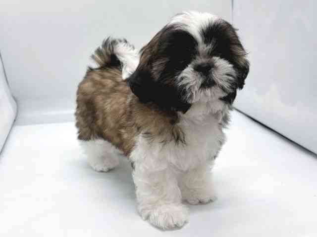 京都府のシーズー (ひごペットフレンドリー京都店/2025年10月3日生まれ/女の子/ゴールドホワイト)の子犬の2枚目の画像