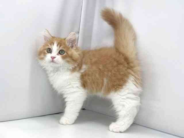 兵庫県のラガマフィン (ひごペットフレンドリーイオンタウン加古川店/2025年10月1日生まれ/男の子/レッドタビーホワイト)の子猫の2枚目の画像