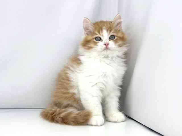 兵庫県のラガマフィン (ひごペットフレンドリーイオンタウン加古川店/2025年10月1日生まれ/男の子/レッドタビーホワイト)の子猫の2枚目の画像