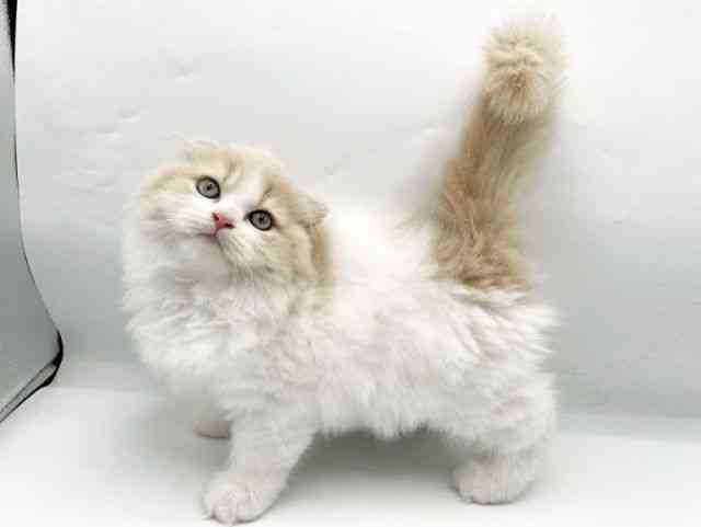 奈良県のスコティッシュフォールド (ひごペットフレンドリートナリエ大和高田店/2025年10月2日生まれ/女の子/クリームタビーホワイト)の子猫の2枚目の画像