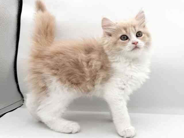 大阪府のスコティッシュフォールド (ひごペットフレンドリーイオンそよら海老江店/2025年10月4日生まれ/女の子/クリームタビーホワイト)の子猫の2枚目の画像