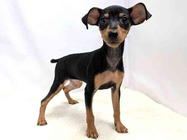 広島県のミニチュアピンシャー (ひごペットフレンドリーゆめタウン廿日市店/2025年10月4日生まれ/女の子/ブラックタン)の子犬の2枚目の画像