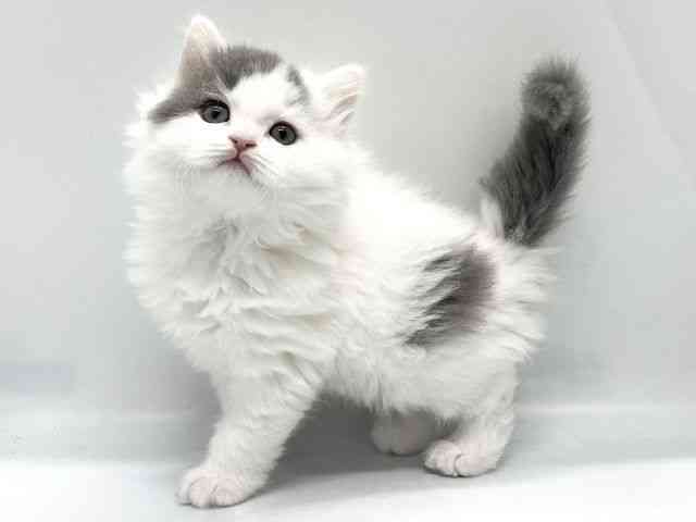 京都府のブリティッシュロングヘアー (ひごペットフレンドリー京都店/2025年10月5日生まれ/男の子/ブルーホワイト)の子猫の2枚目の画像