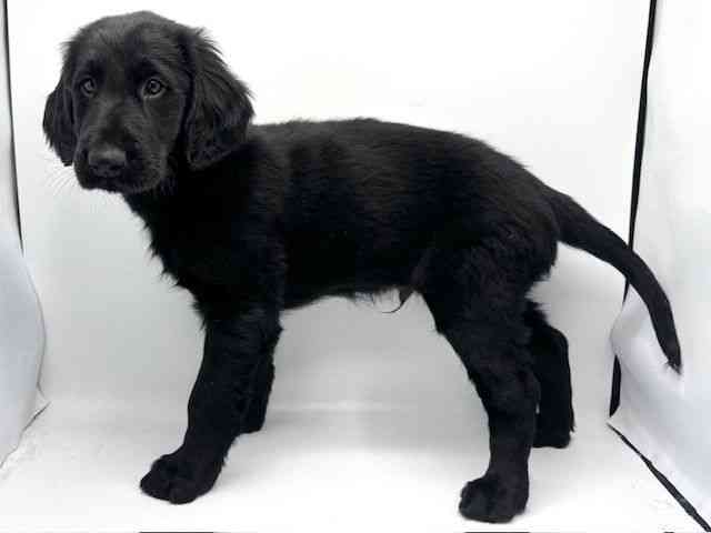 大阪府のフラットコーテッドレトリーバー (ひごペットフレンドリーみのおキューズモール店/2025年10月4日生まれ/男の子/ブラック)の子犬の2枚目の画像