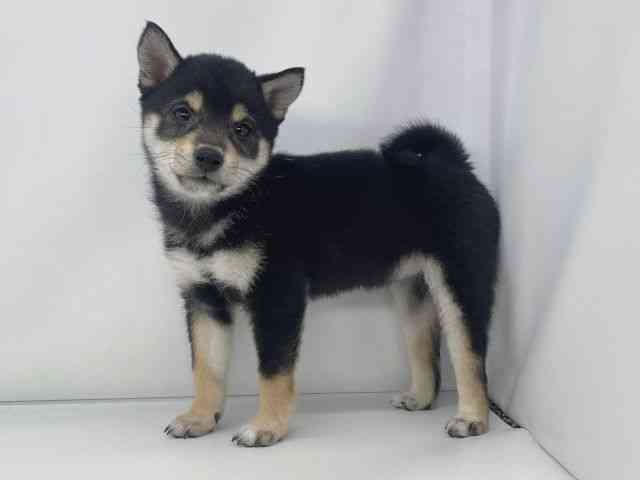 兵庫県の柴犬(標準サイズ) (ひごペットフレンドリーイオンタウン加古川店/2025年9月29日生まれ/女の子/黒)の子犬の2枚目の画像