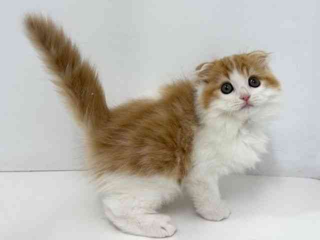 大阪府のスコティッシュフォールド (ひごペットフレンドリーベルファⅡ都島店/2025年10月1日生まれ/男の子/レッドタビーホワイト)の子猫の2枚目の画像