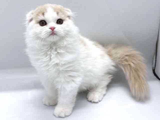 京都府のスコティッシュフォールド (ひごペットフレンドリー京都店/2025年10月1日生まれ/男の子/クリームタビーホワイト)の子猫の2枚目の画像