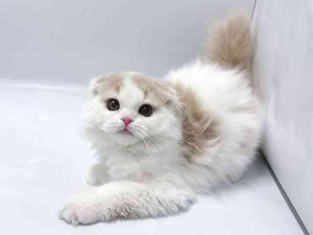 京都府のスコティッシュフォールド (ひごペットフレンドリー京都店/2025年10月1日生まれ/男の子/クリームタビーホワイト)の子猫の2枚目の画像