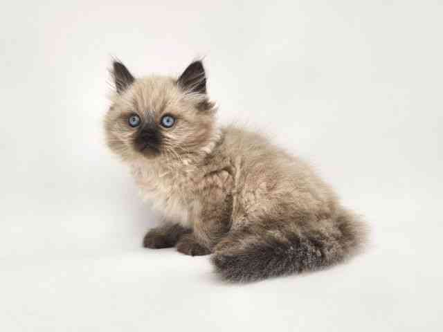 大阪府のヒマラヤン (ひごペットフレンドリー泉ヶ丘店/2025年10月5日生まれ/男の子/シールポイント)の子猫の2枚目の画像