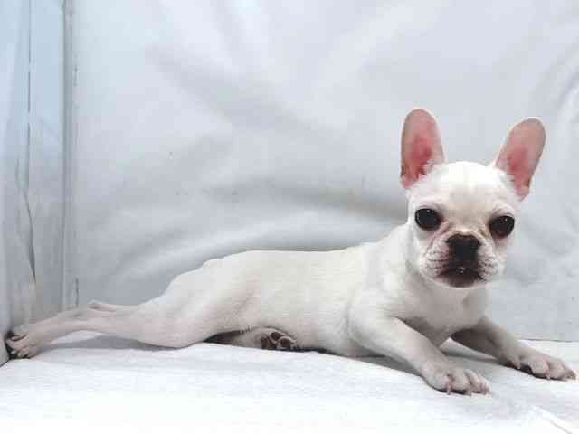 大阪府のフレンチブルドッグ (ひごペットフレンドリー堺プラットプラット店/2025年10月4日生まれ/女の子/クリーム)の子犬の2枚目の画像
