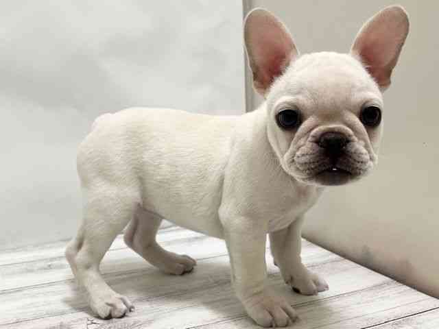 和歌山県のフレンチブルドッグ (ひごペットフレンドリーパームシティ和歌山店/2025年10月4日生まれ/女の子/クリーム)の子犬の2枚目の画像