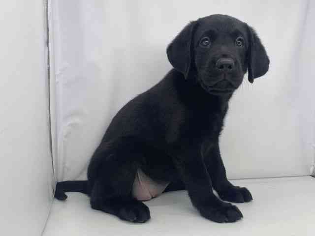 兵庫県のラブラドールレトリーバー (ひごペットフレンドリーイオンタウン加古川店/2025年10月4日生まれ/女の子/ブラック)の子犬の2枚目の画像