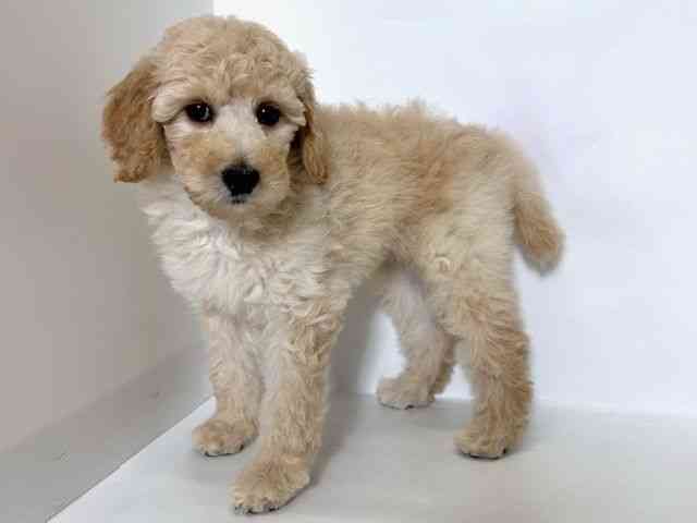 大阪府のスタンダードプードル (ひごペットフレンドリーアクロスプラザ住之江店/2025年10月5日生まれ/女の子/クリーム)の子犬の2枚目の画像