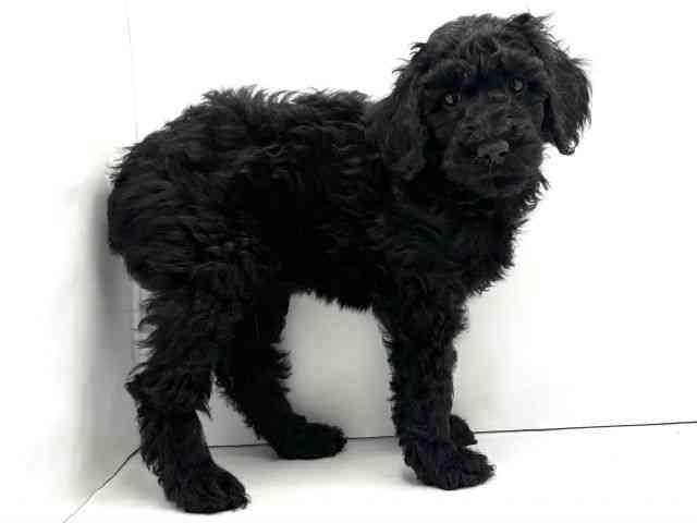 兵庫県のスタンダードプードル (ひごペットフレンドリークラウンパーク伊丹店/2025年10月5日生まれ/女の子/ブラック)の子犬の2枚目の画像