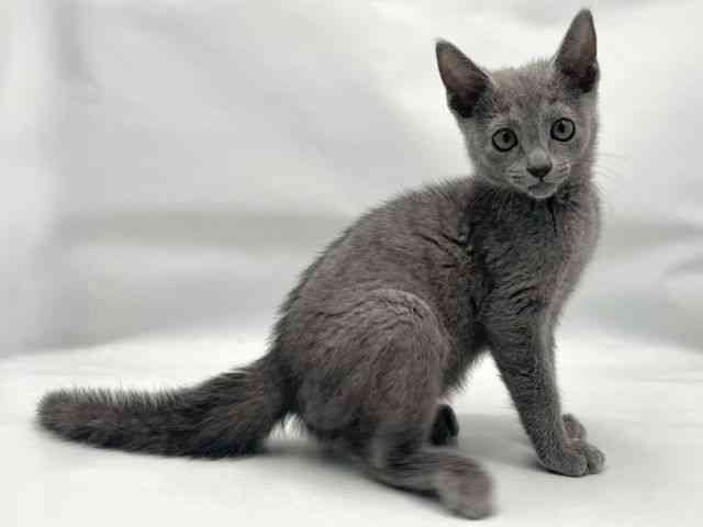 大阪府のロシアンブルー (ひごペットフレンドリー東淀川店/2025年10月4日生まれ/女の子/ブルー)の子猫の2枚目の画像