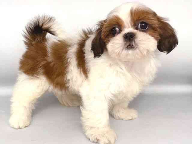 大阪府のシーズー (ひごペットフレンドリー岸和田店/2025年10月4日生まれ/女の子/ゴールドホワイト)の子犬の2枚目の画像