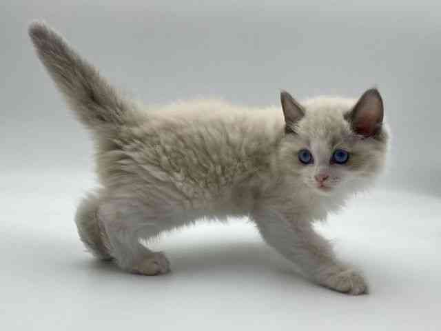 島根県のラグドール (ひごペットフレンドリーイオンモール出雲店/2025年10月4日生まれ/男の子/ブルーポイントバイカラー)の子猫の2枚目の画像