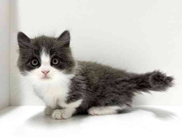 愛知県のミヌエット (ひごペットフレンドリーららぽーと名古屋みなとアクルス店/2025年10月5日生まれ/男の子/ブルーホワイト)の子猫の2枚目の画像