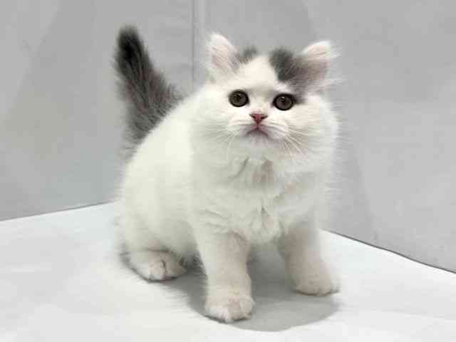 大阪府のブリティッシュロングヘアー (ひごペットフレンドリーセブンパーク天美店/2025年10月1日生まれ/女の子/ブルーホワイト)の子猫の2枚目の画像