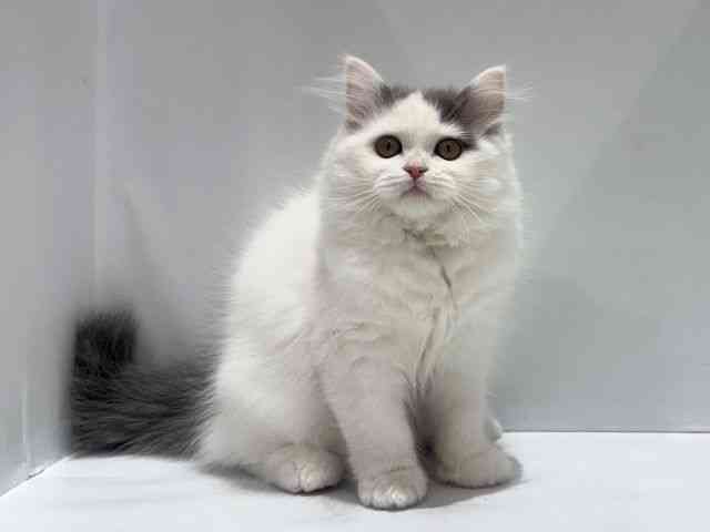 大阪府のブリティッシュロングヘアー (ひごペットフレンドリーセブンパーク天美店/2025年10月1日生まれ/女の子/ブルーホワイト)の子猫の2枚目の画像