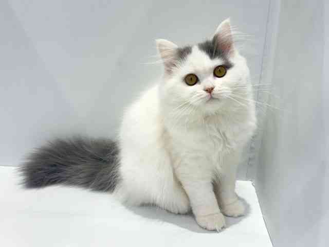 大阪府のブリティッシュロングヘアー (ひごペットフレンドリーセブンパーク天美店/2025年10月1日生まれ/女の子/ブルーホワイト)の子猫の2枚目の画像
