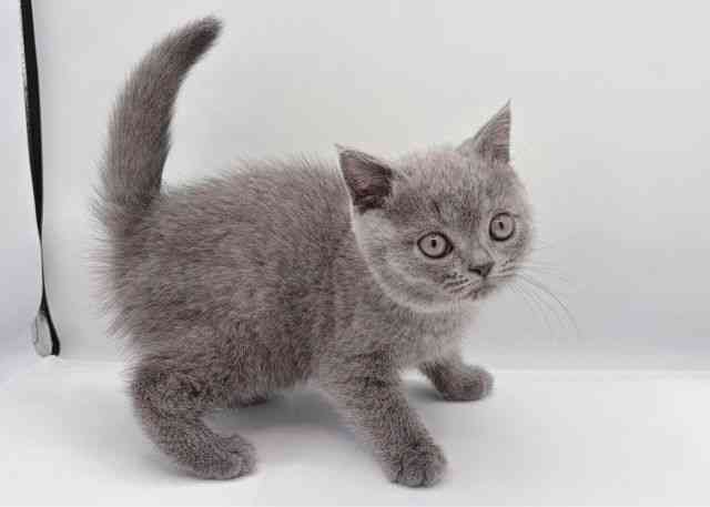 島根県のブリティッシュショートヘアー (ひごペットフレンドリーイオン松江ショッピングセンター店/2025年10月2日生まれ/女の子/ブルー)の子猫の2枚目の画像